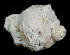 Crystal Filled Fossil Whelk - Ruck's Pit #5529-2